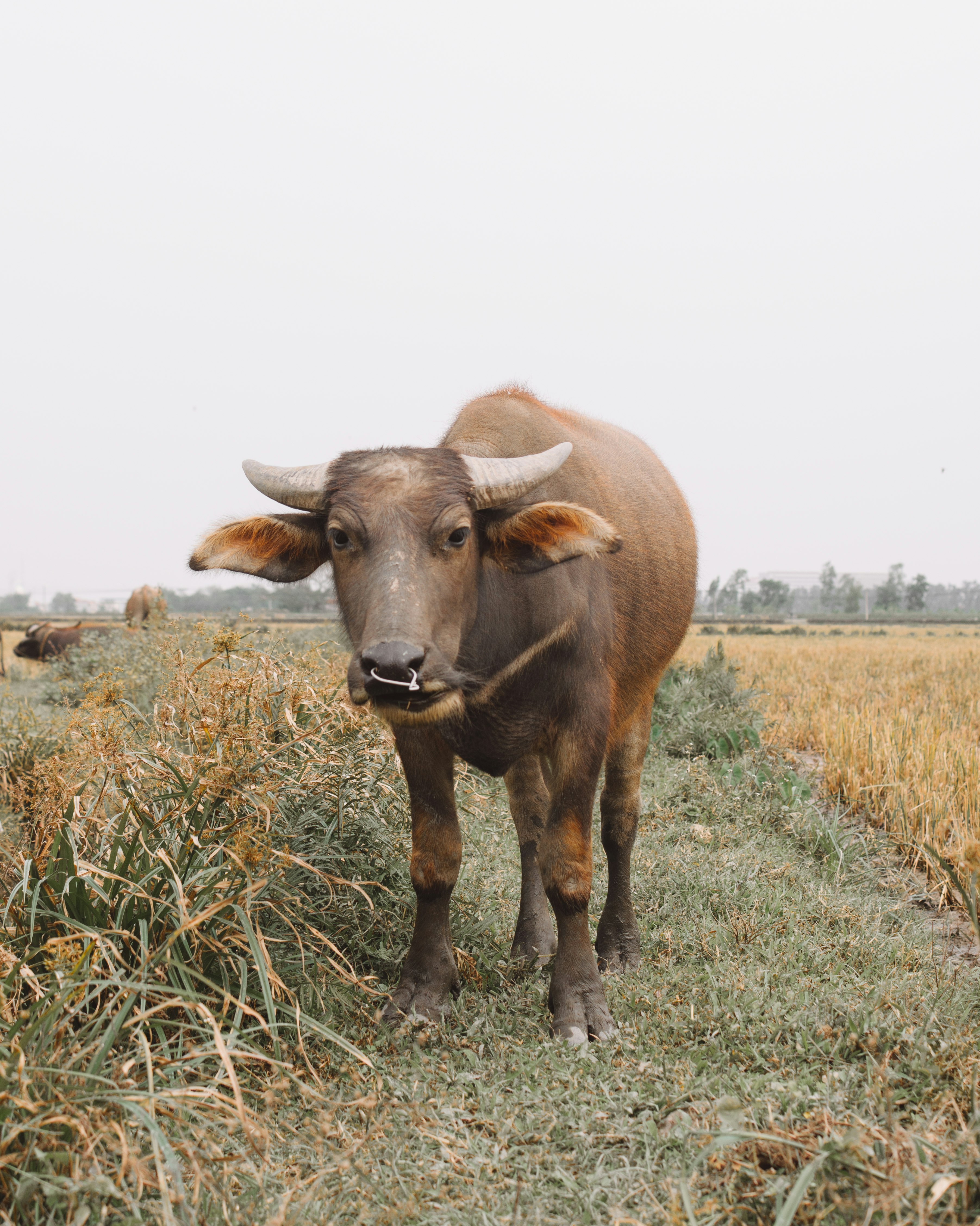 black water buffalo